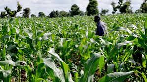 Lucrative business to start in Owerri 