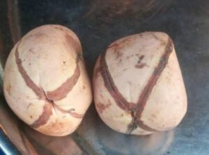 What is the meaning of Igbo Kola nut ritual 3 Igbo Kola nut ritual
